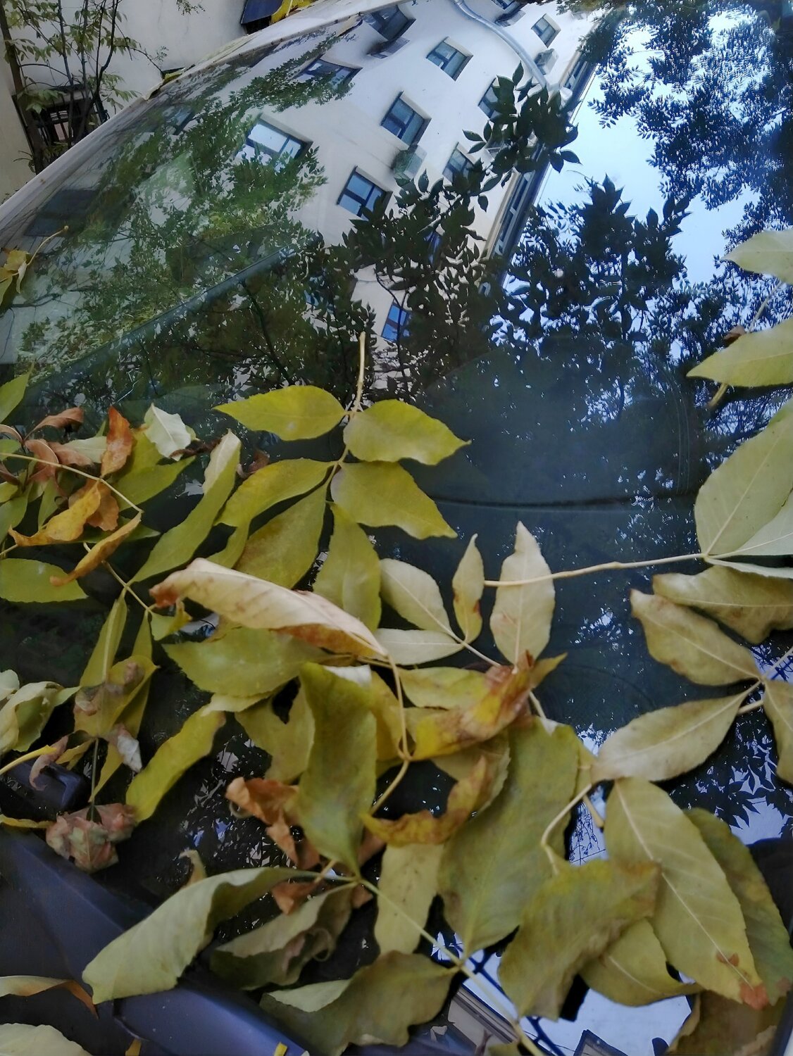Photo #14089117