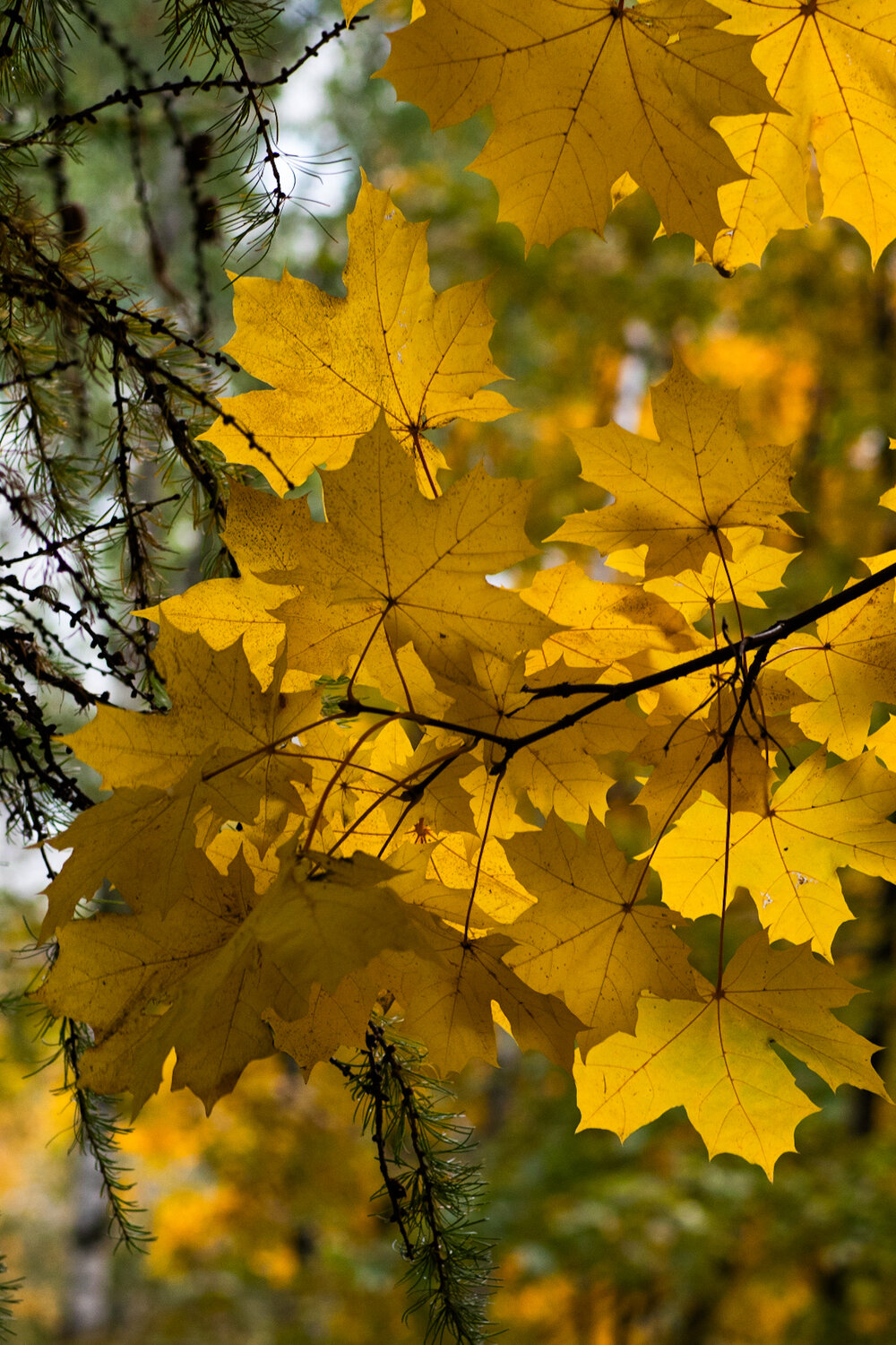Photo #14089148