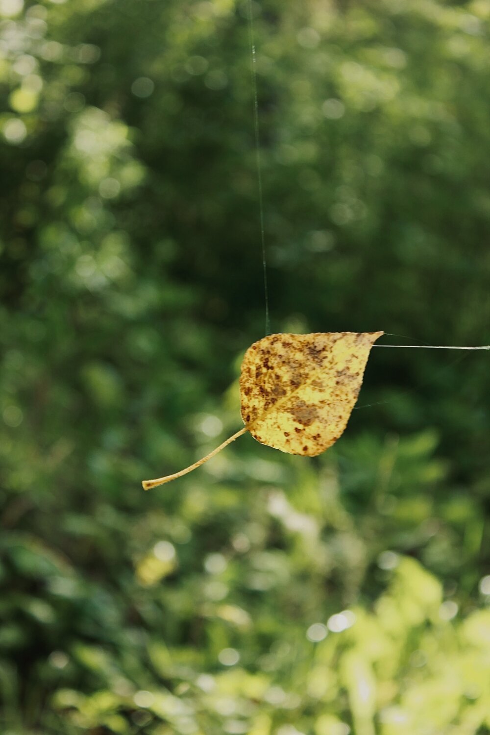 Photo #14089190