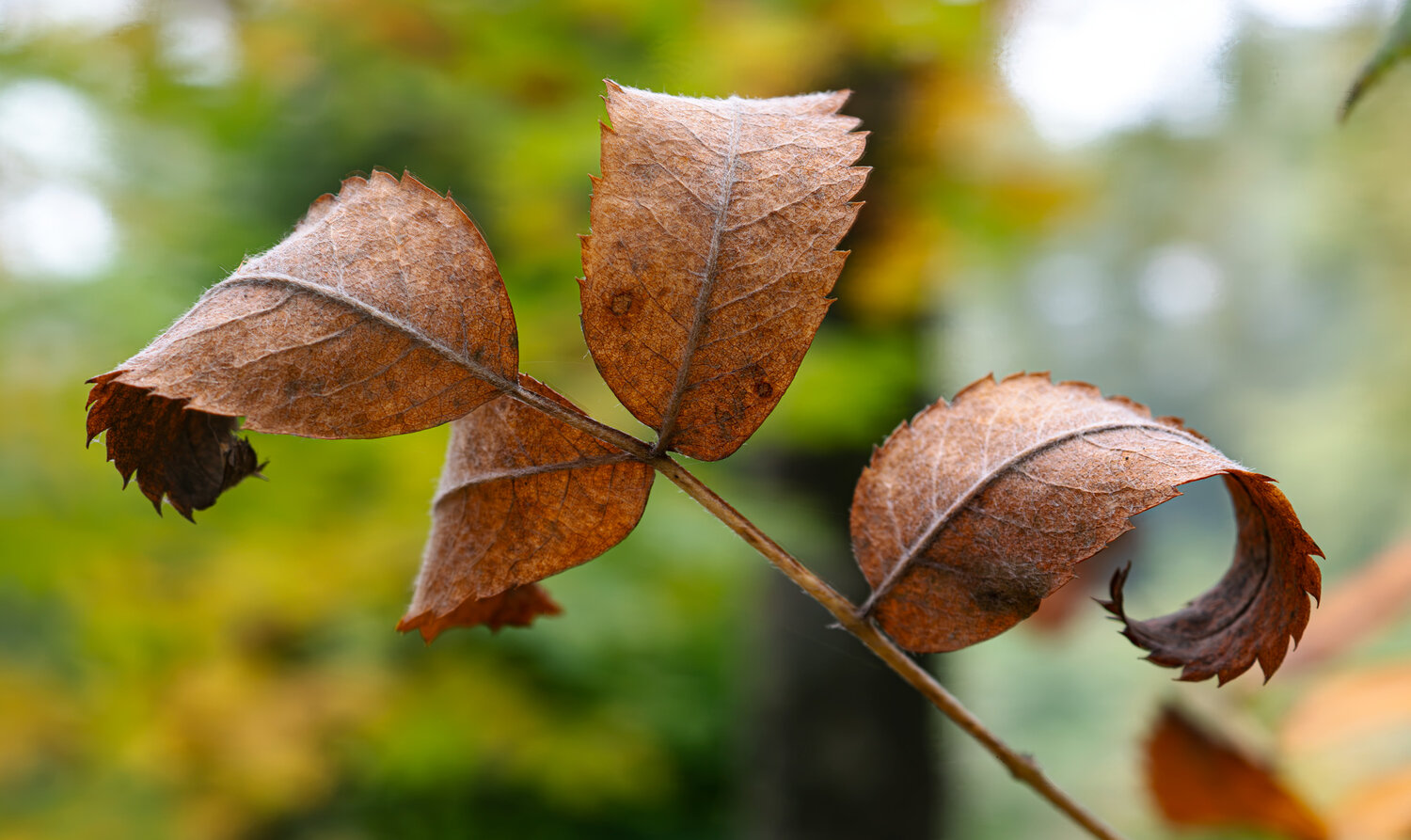 Photo #14089302