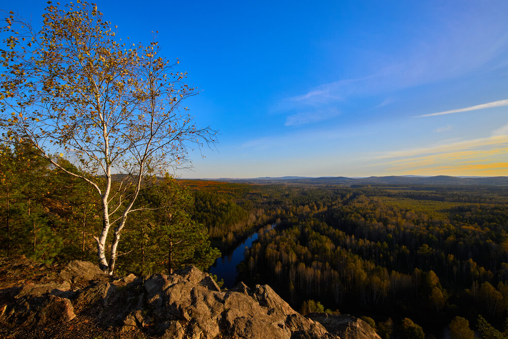 Осенняя берёзка.