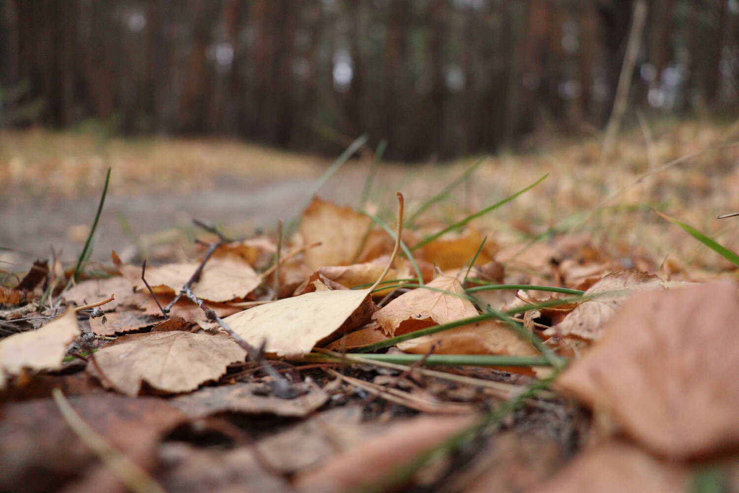Photo #14089330