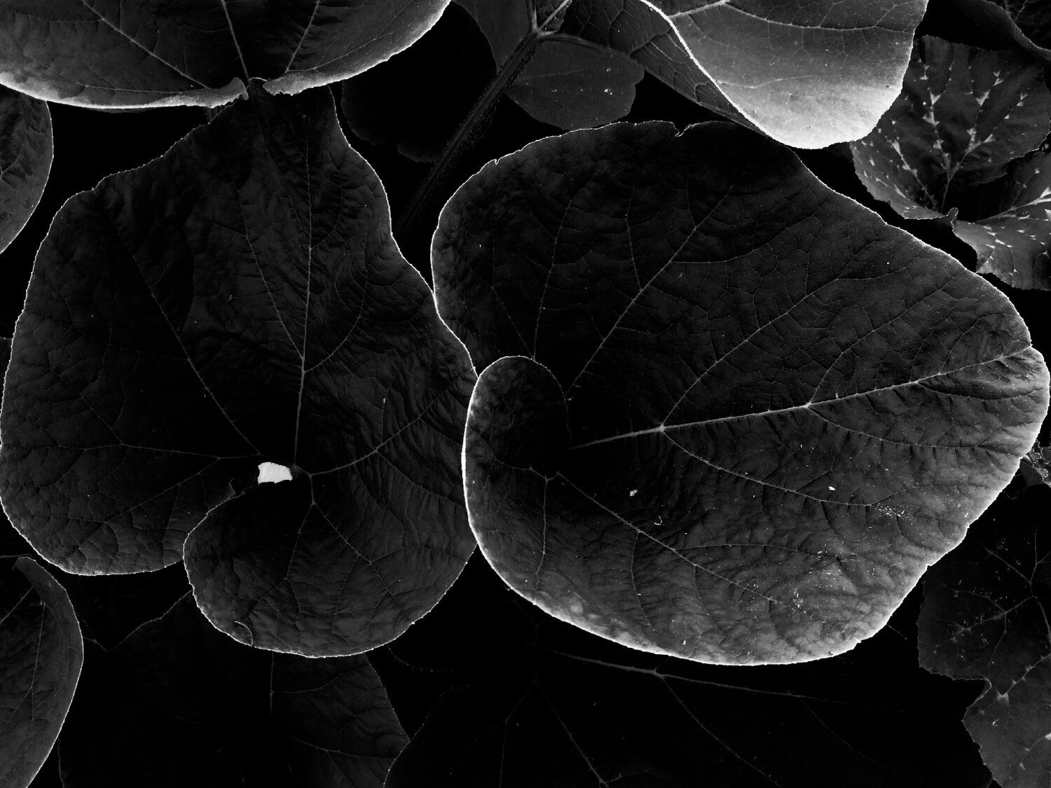 Photo #14089332