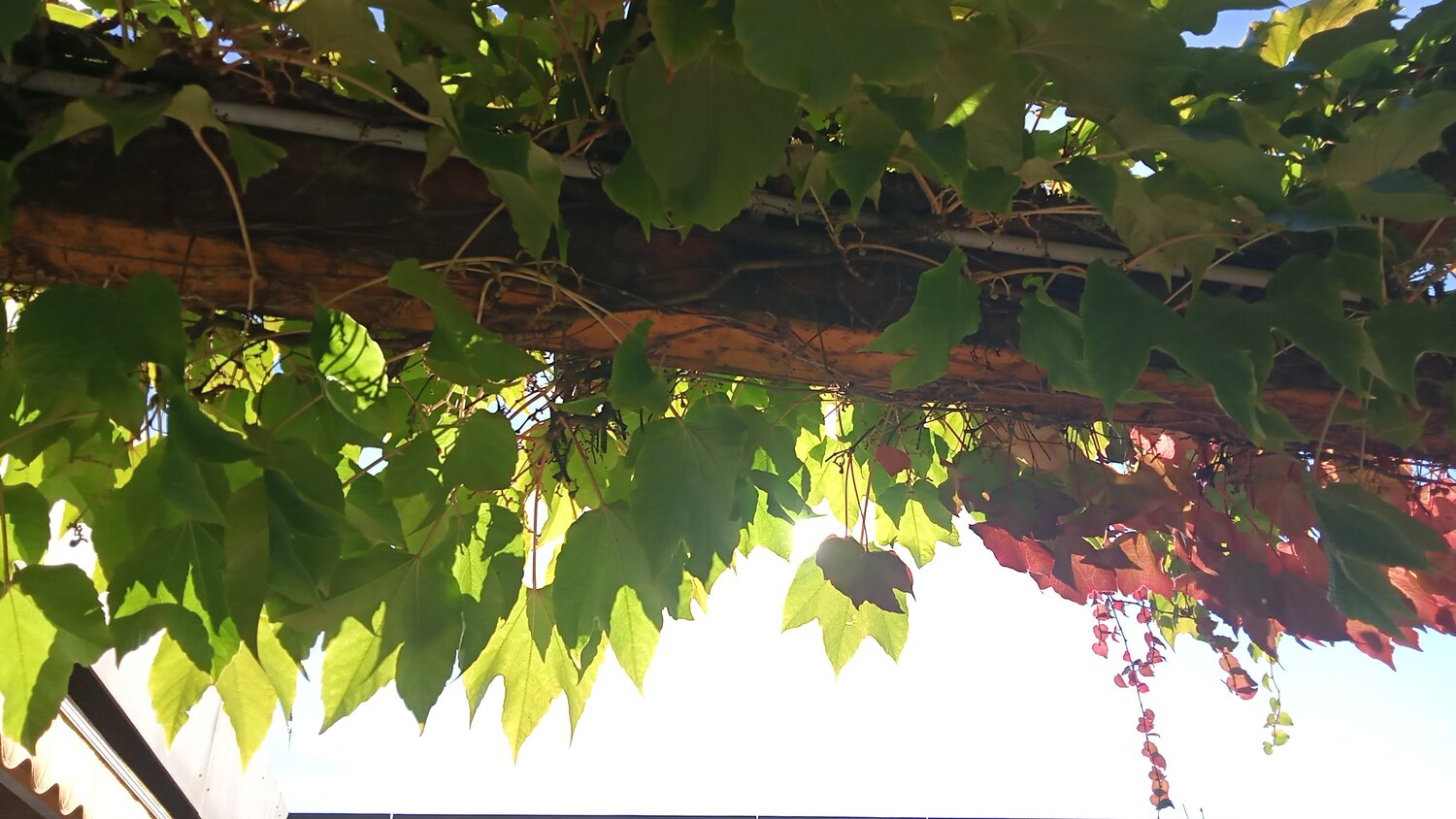 Photo #14089379
