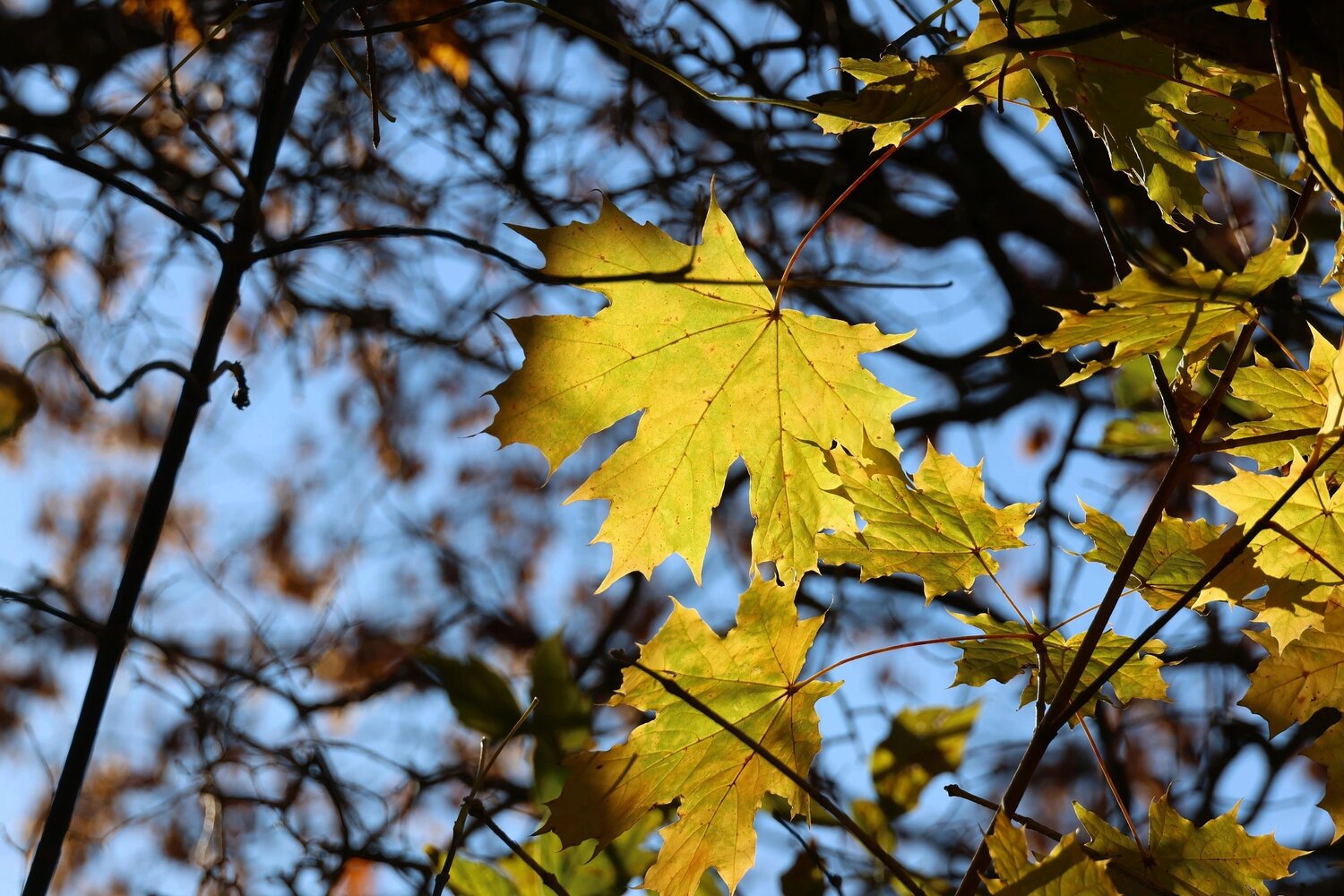 Photo #14089381