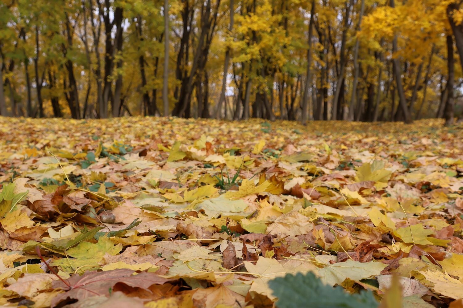 Photo #14089382
