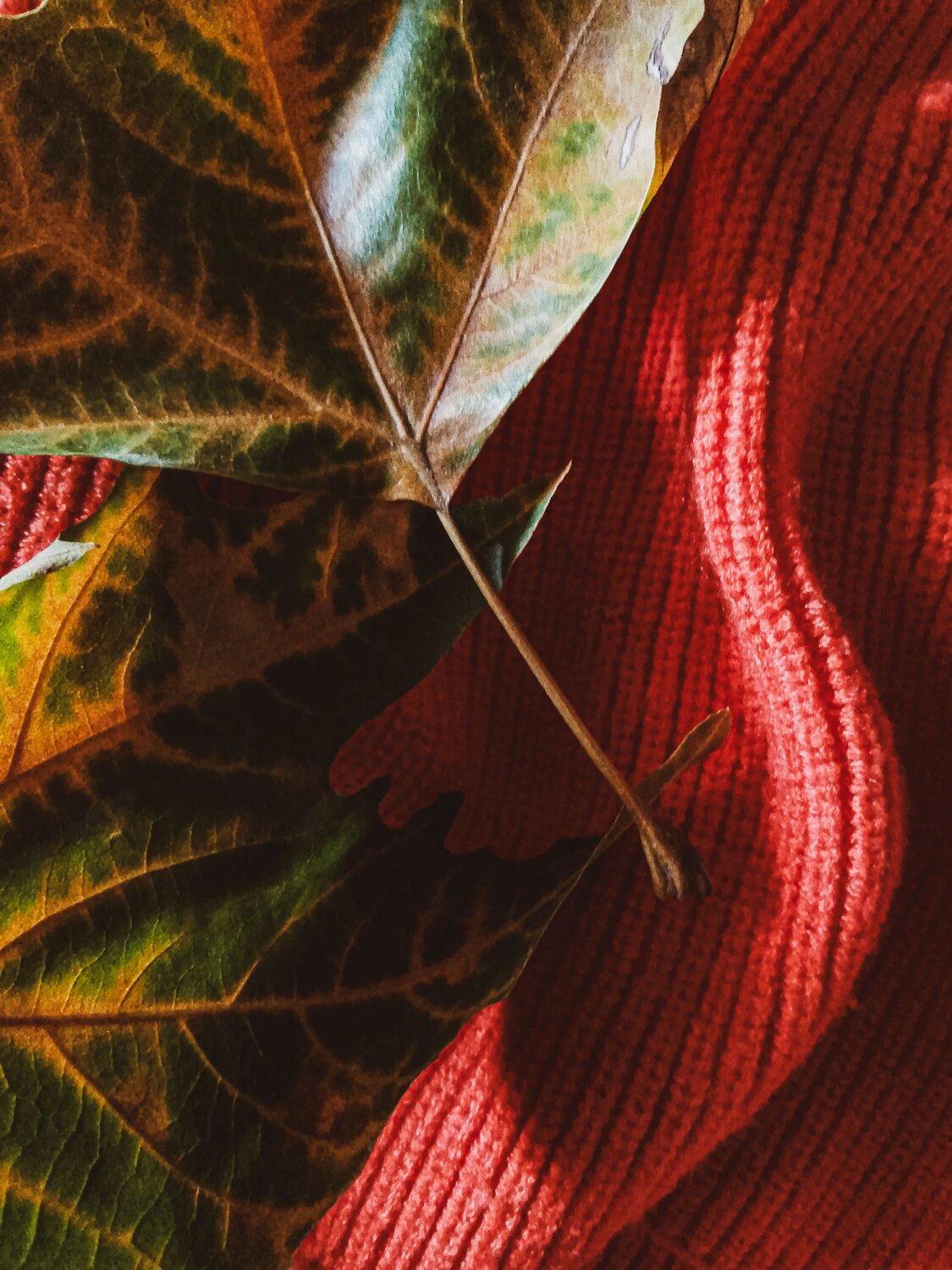 Photo #14089426