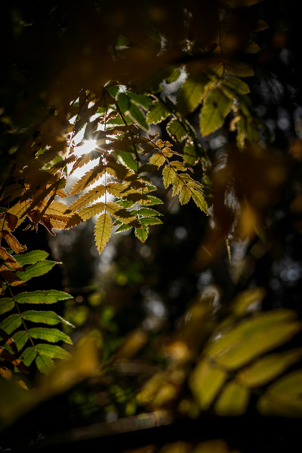 Photo #14089524