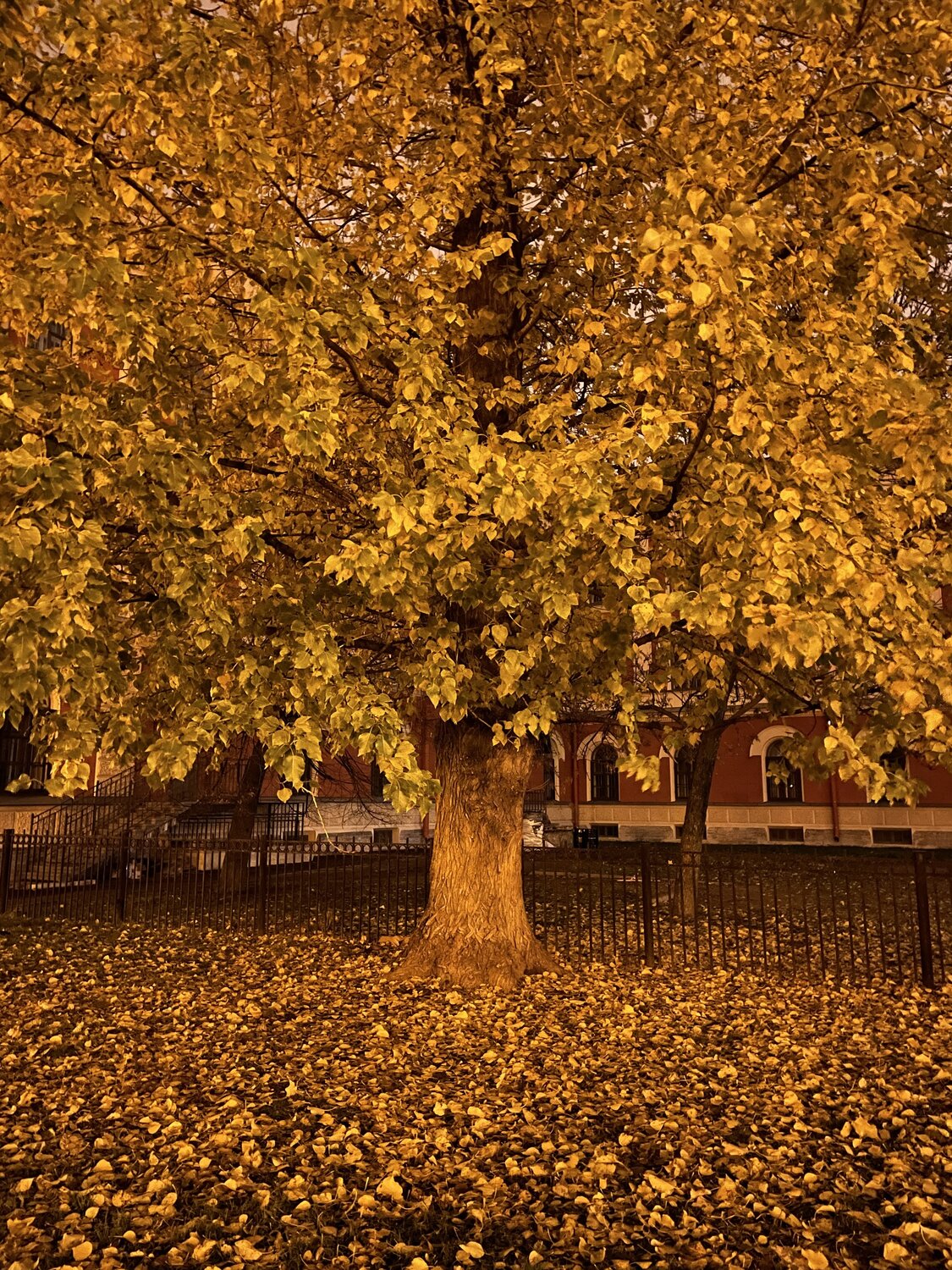 Photo #14089527