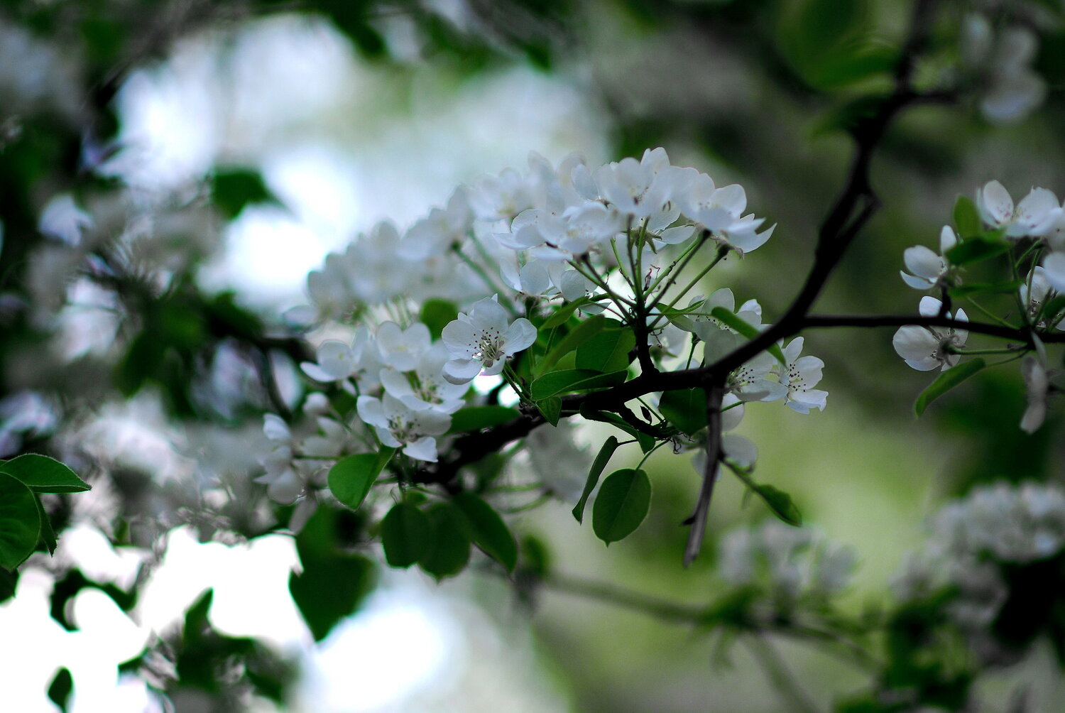Photo #14089606