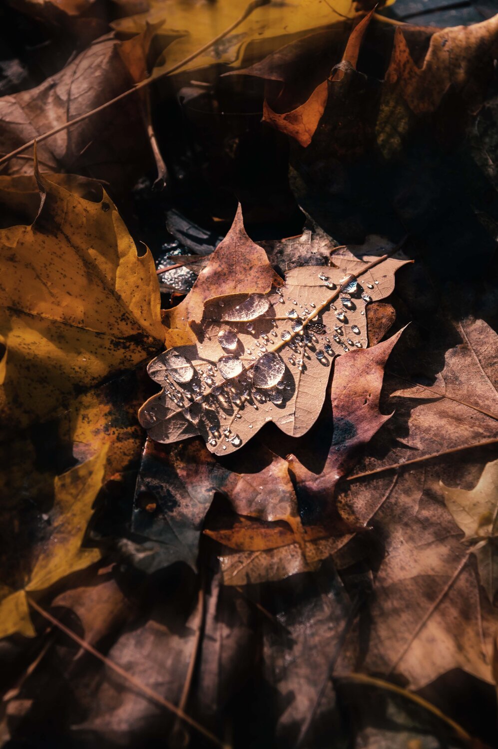 Photo #14089615