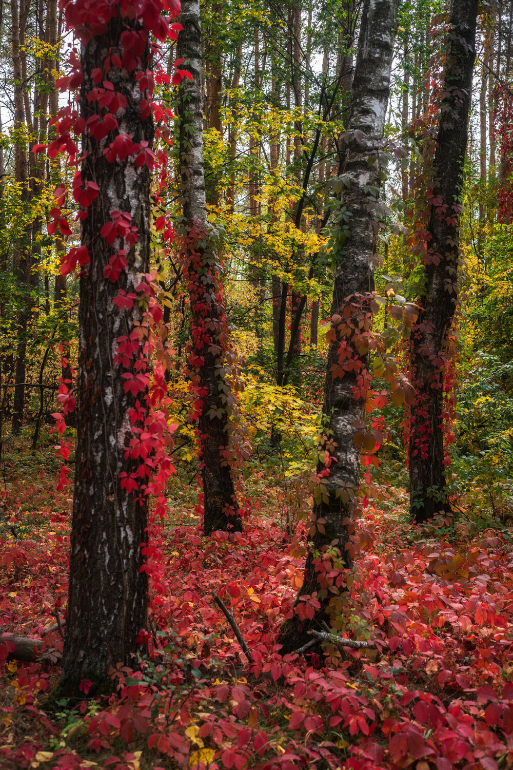 Photo #14089620