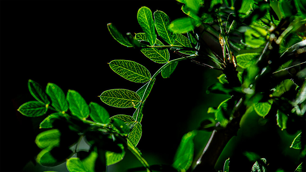 Photograph by Гришанов Пётр