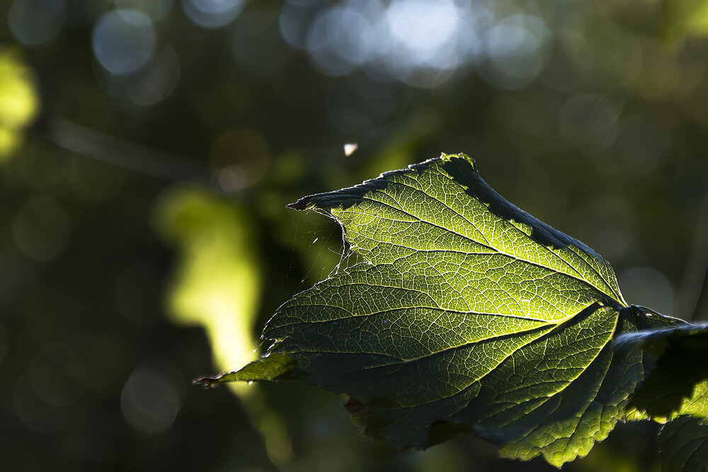 Photograph by Алексей Парамонов