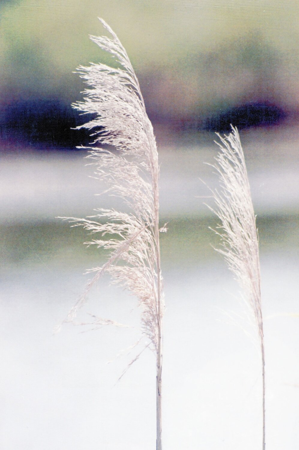 Photo #14089844