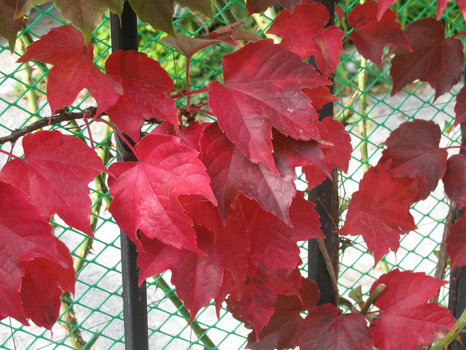 Photo #14089938