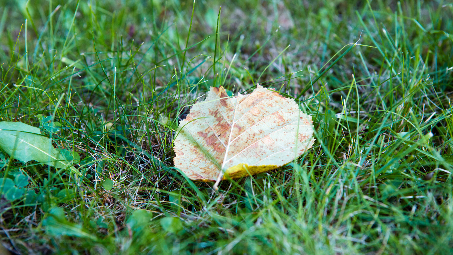 Photo #14090002