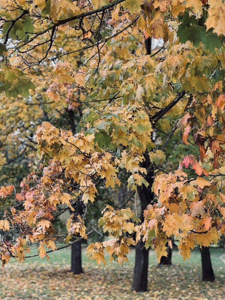 Photograph by Юлия Соловей