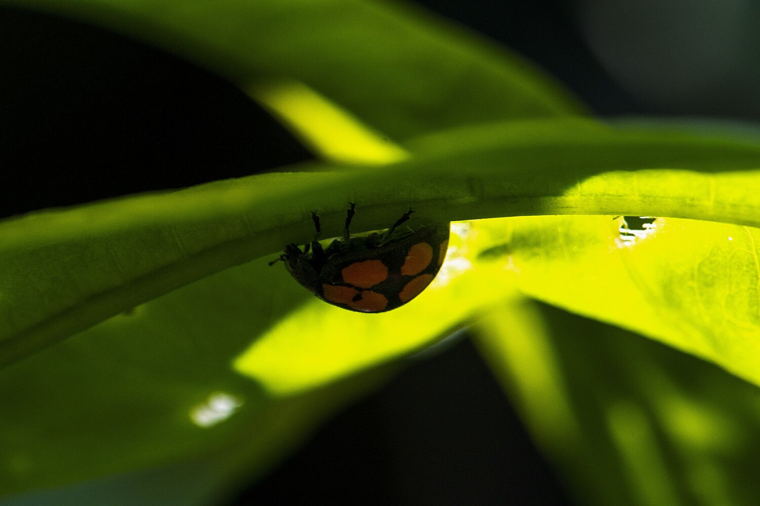 Photo #14090083