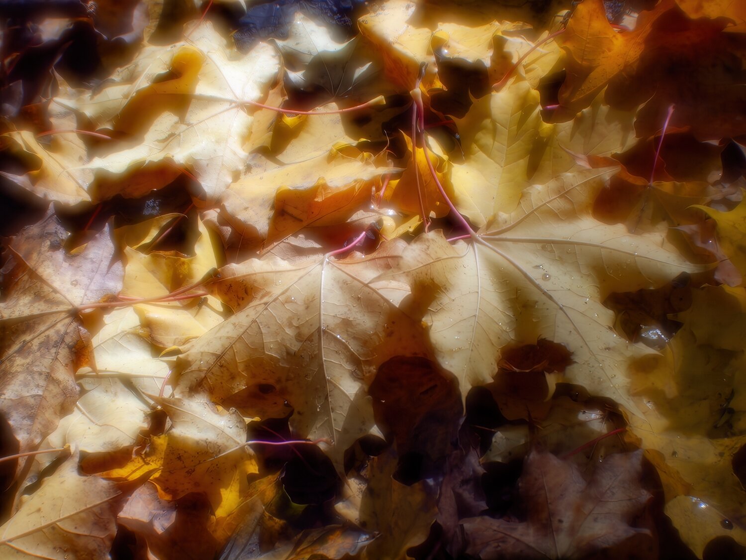 Photo #14090106
