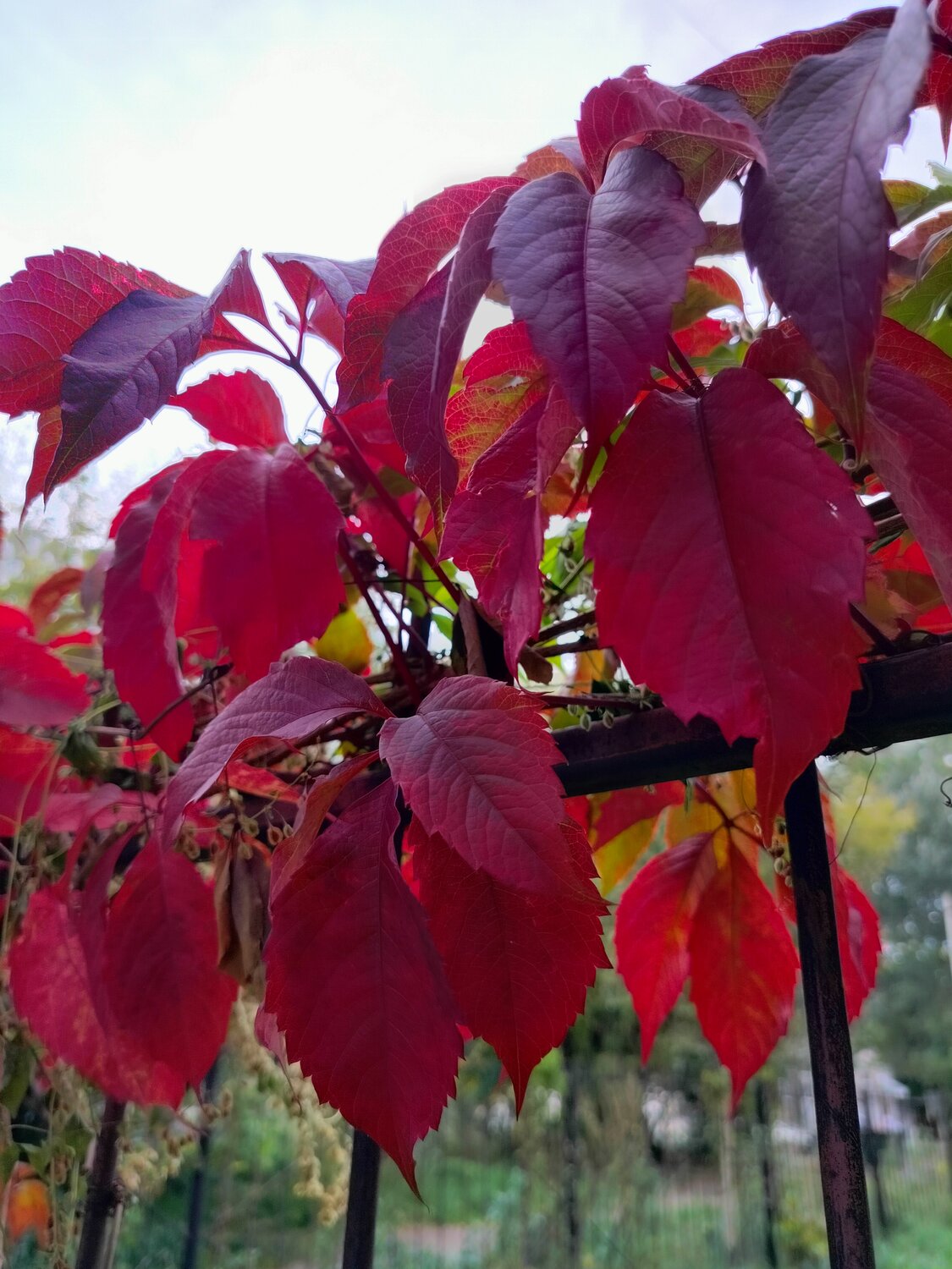 Photo #14090288