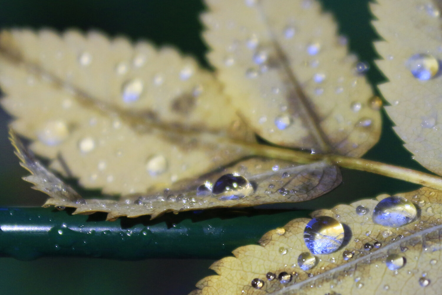 Photo #14090338