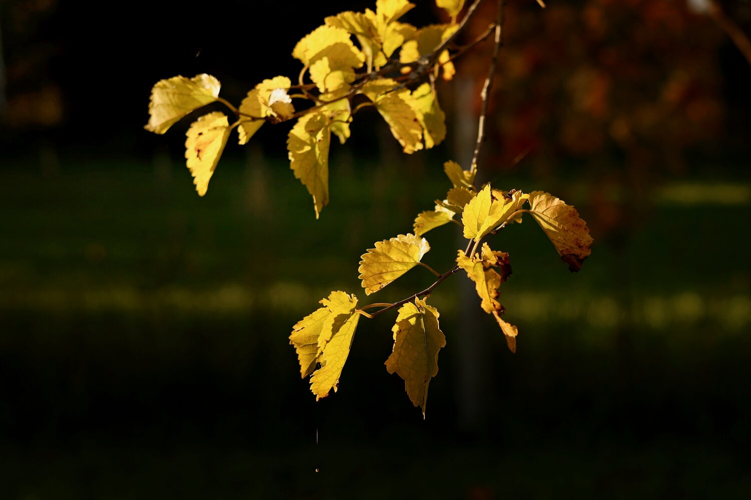 Photo #14090373