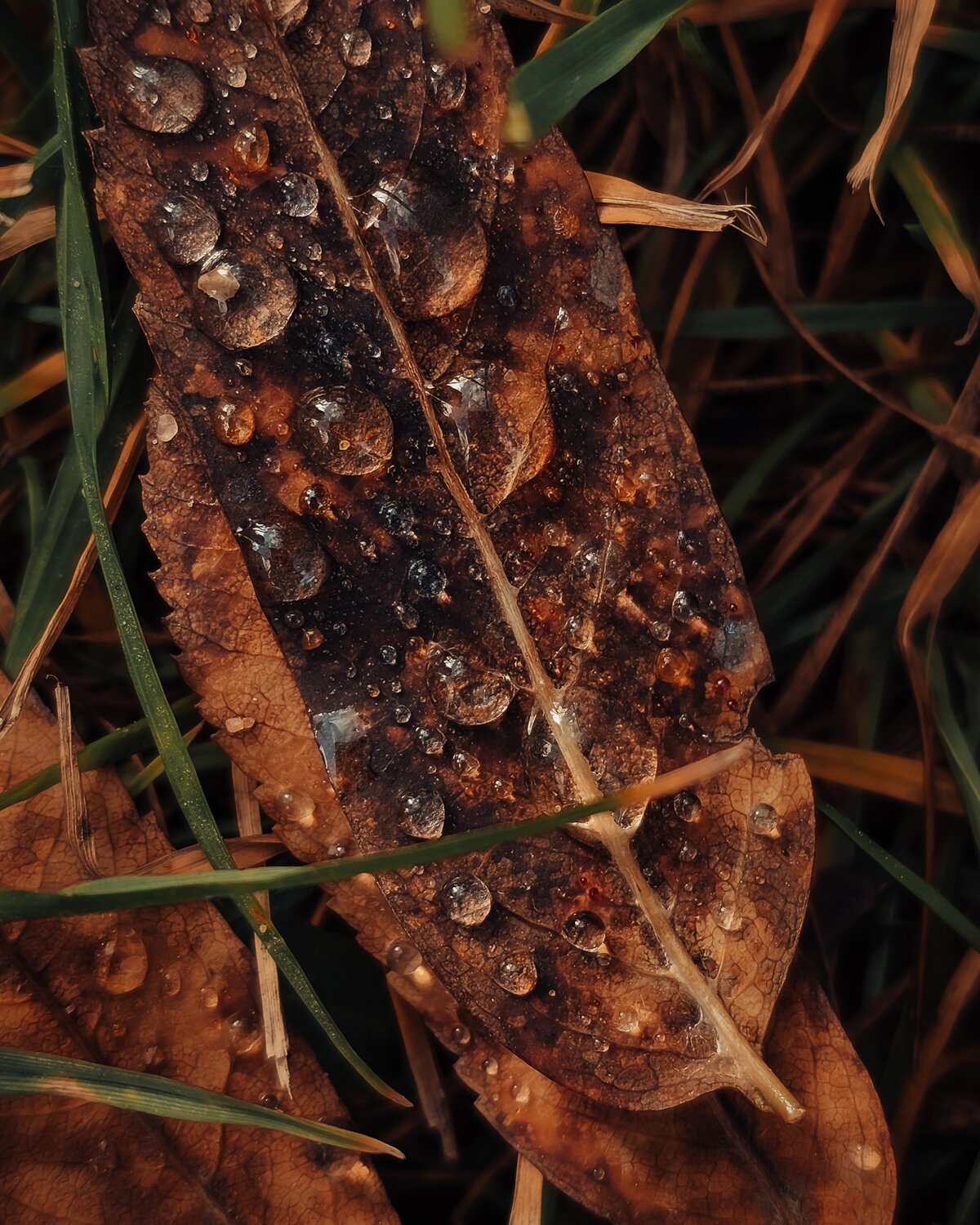 Photo #14090423