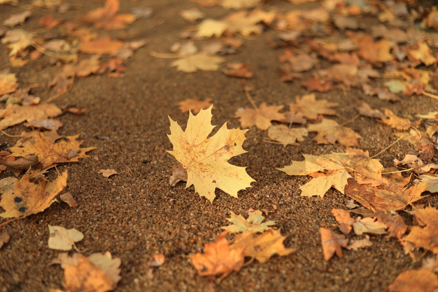 Photo #14090435