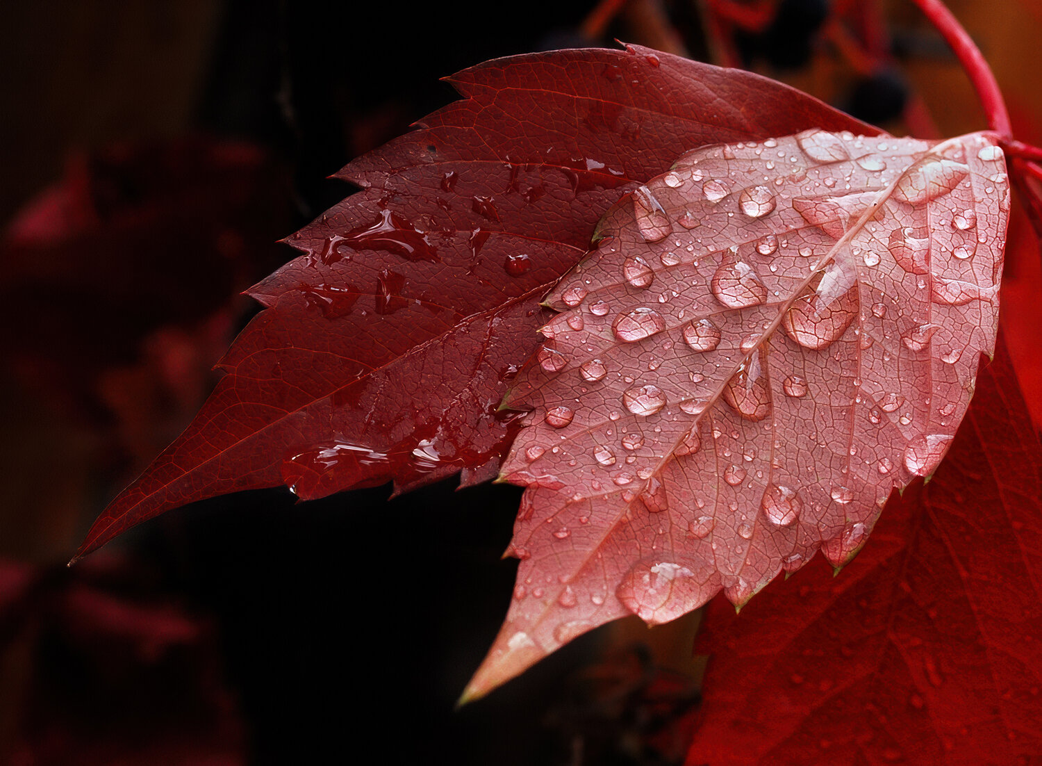 Photo #14090484