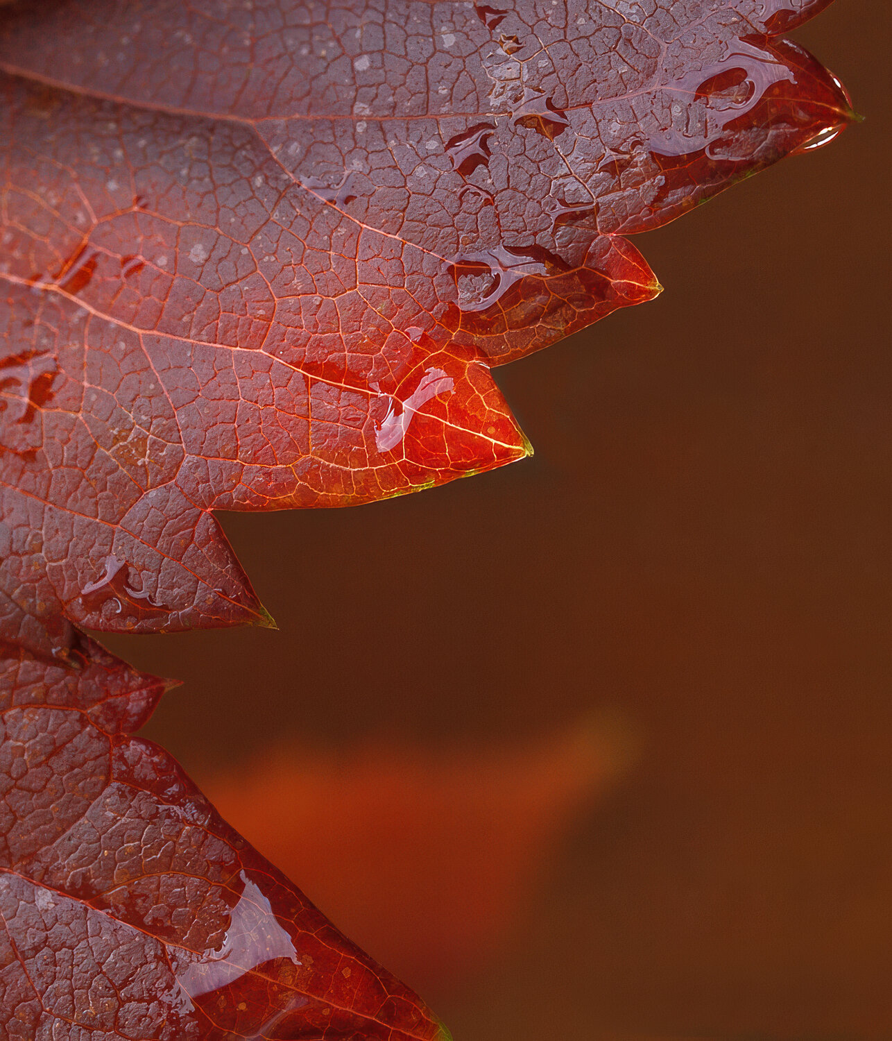 Photo #14090485
