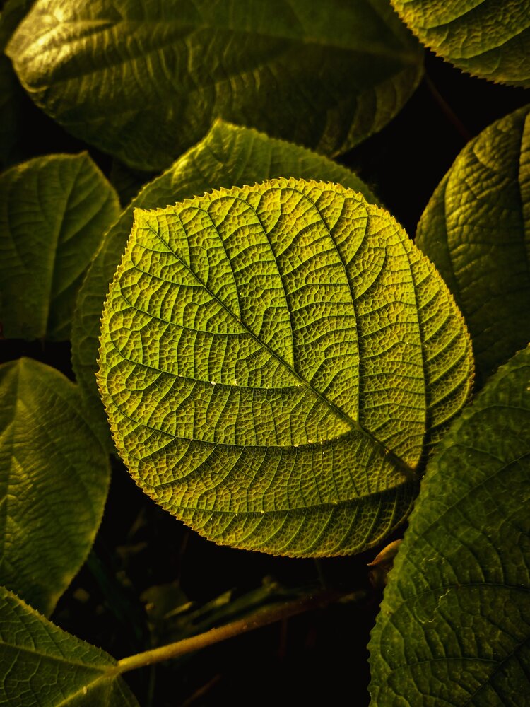 Photograph by Наталья Силантьева