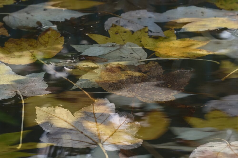 Photograph by Martine BOUR