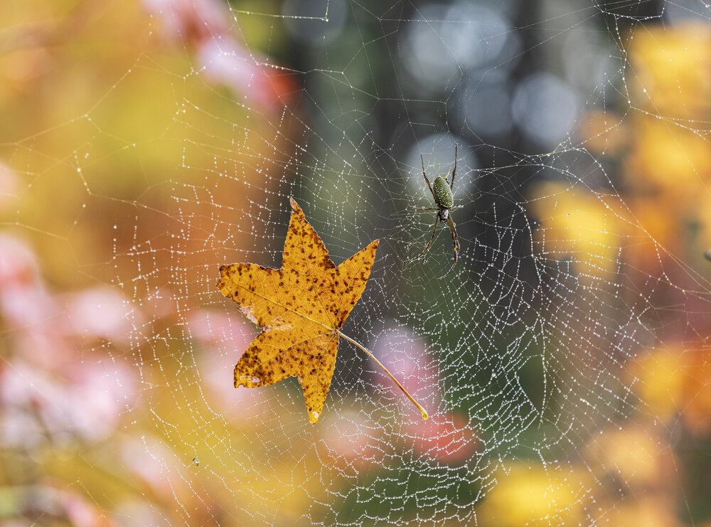 Photograph by Valdir Hobus