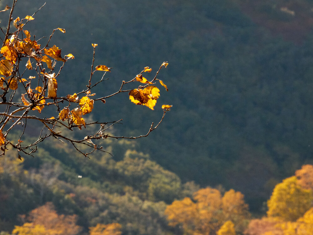 Фотография автора Максим Карпович