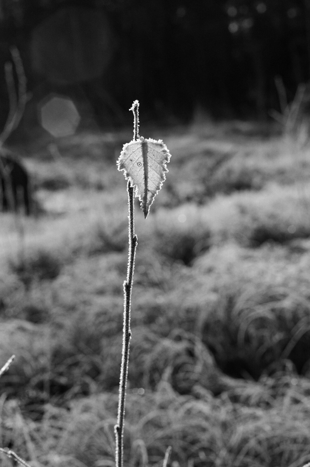 Photo #14090824