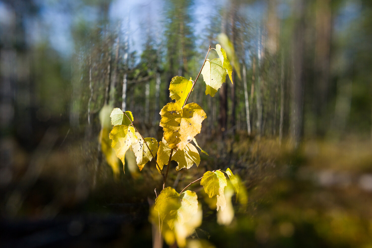 Photo #14090827