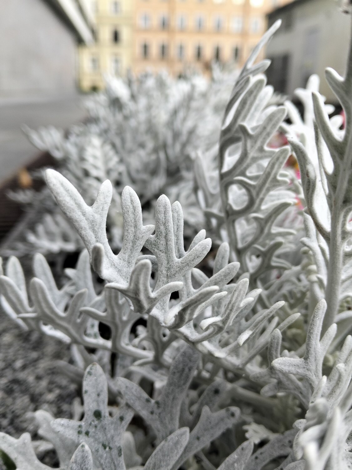 Photo #14090846