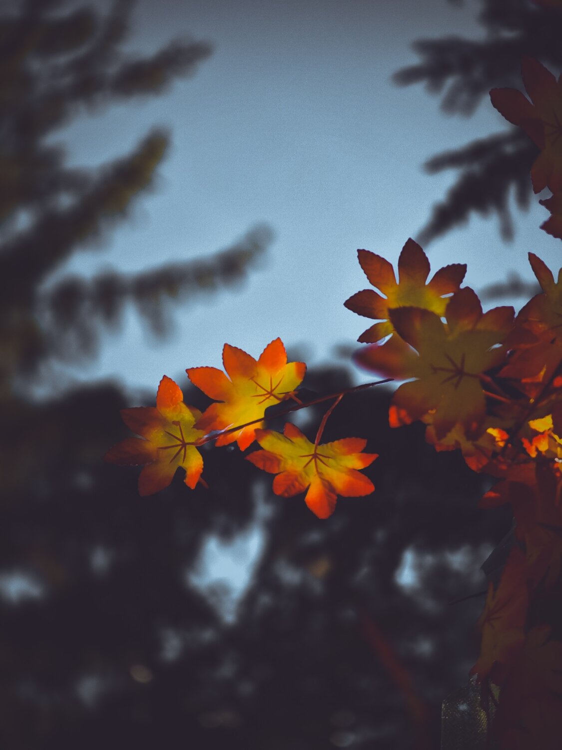 Photo #14090849