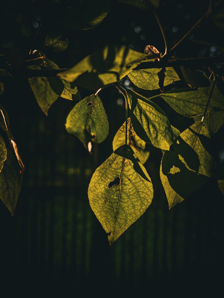 Photograph by Игорь Урывский