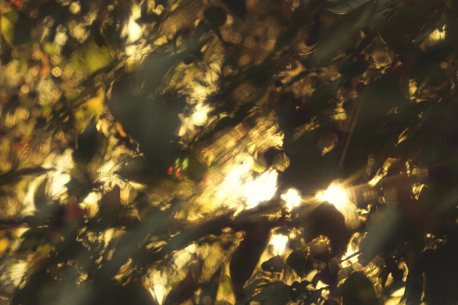 Photo #14090872
