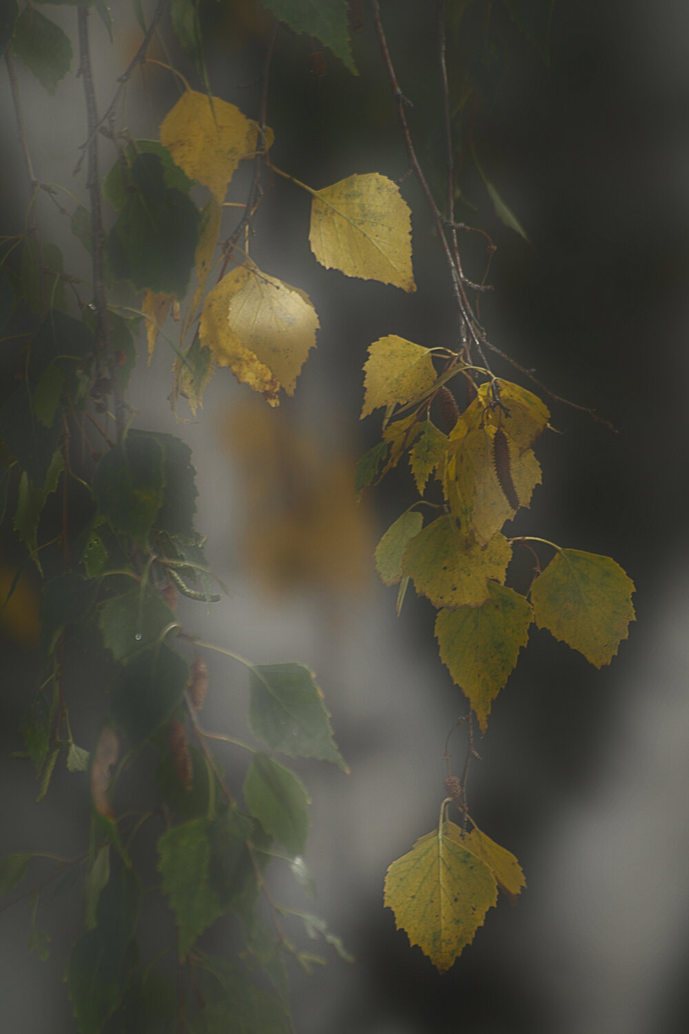 Фотография #14090873