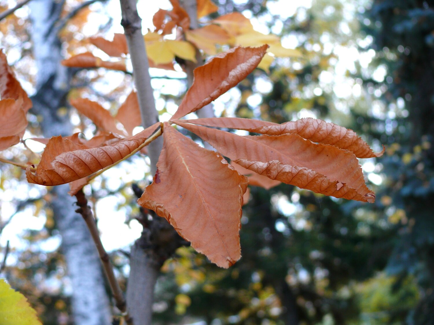 Photo #14090943