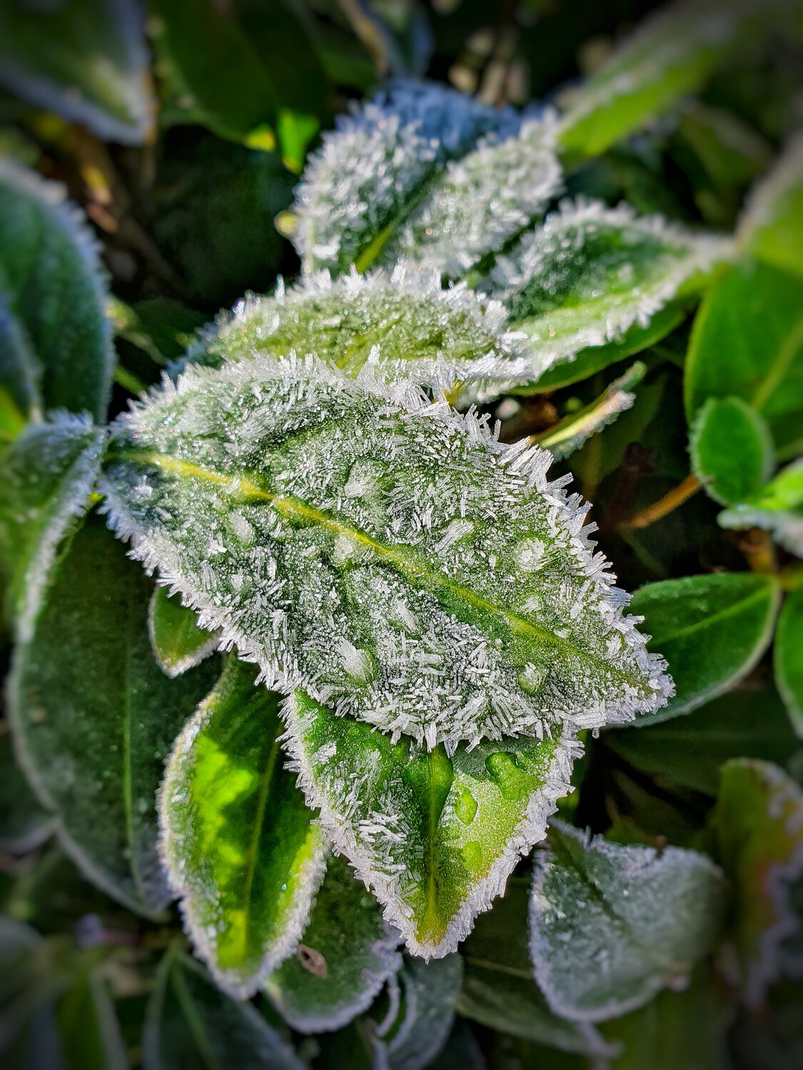Первые морозы