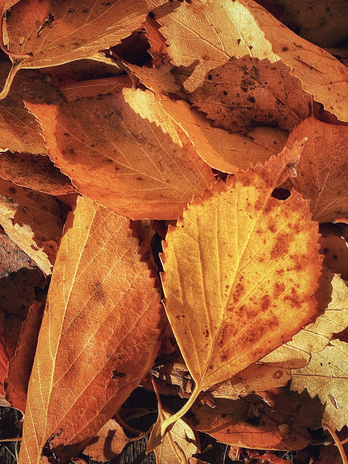 Photo #14091003