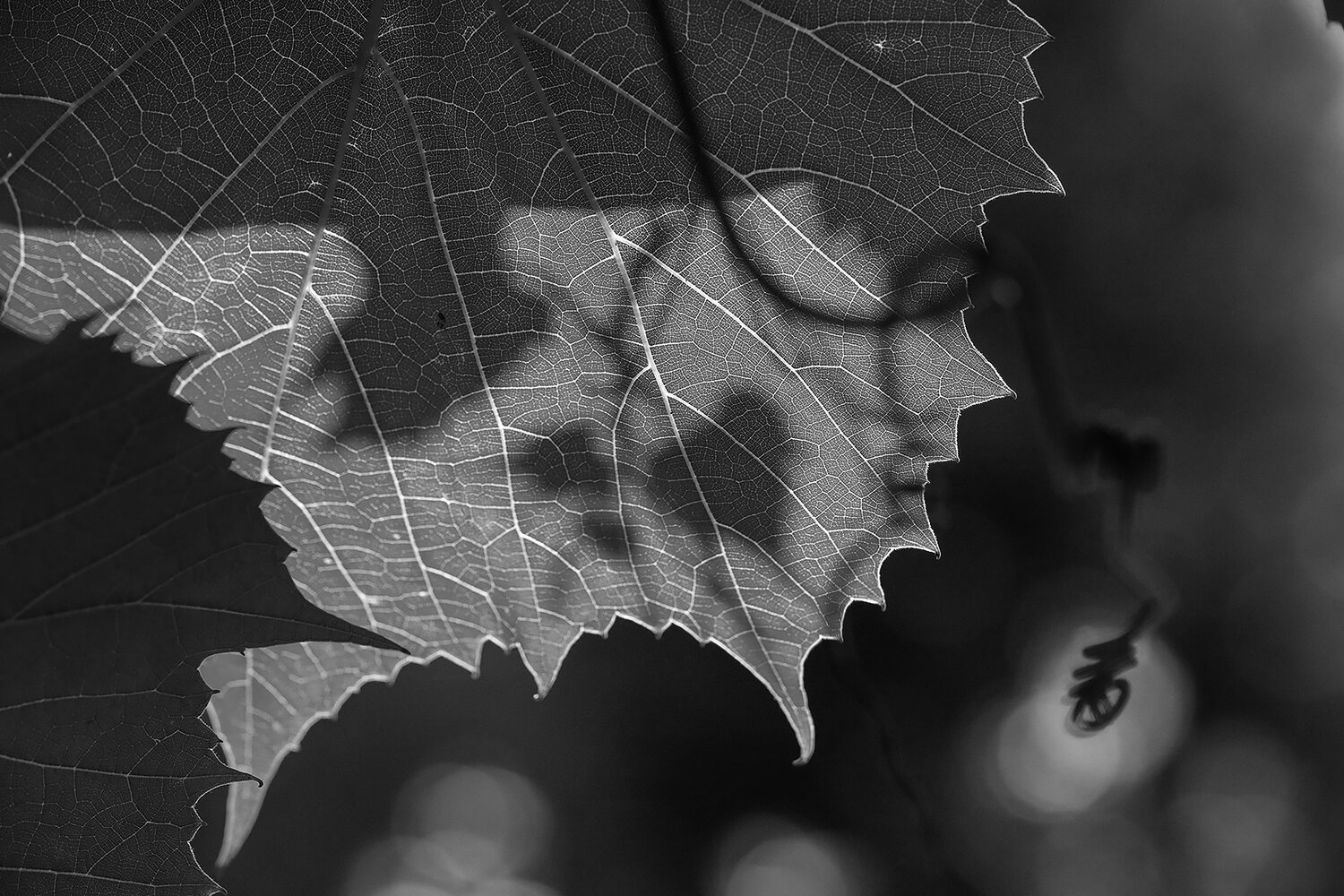 Photo #14091109