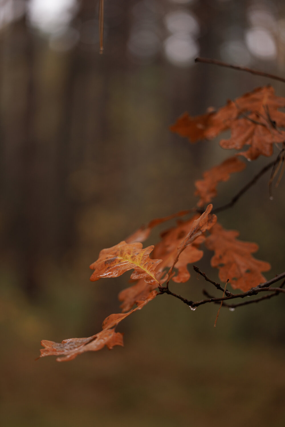 Photo #14091215