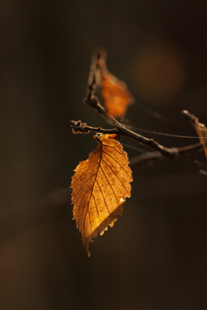 Photograph by Екатерина Овсянникова