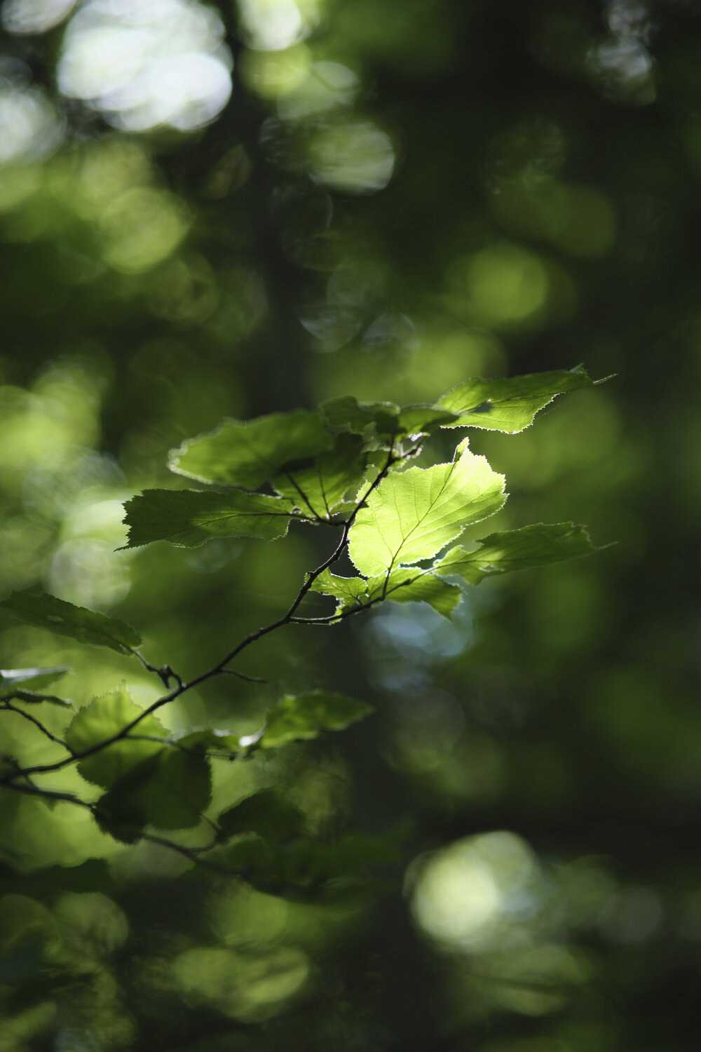 Photo #14091326