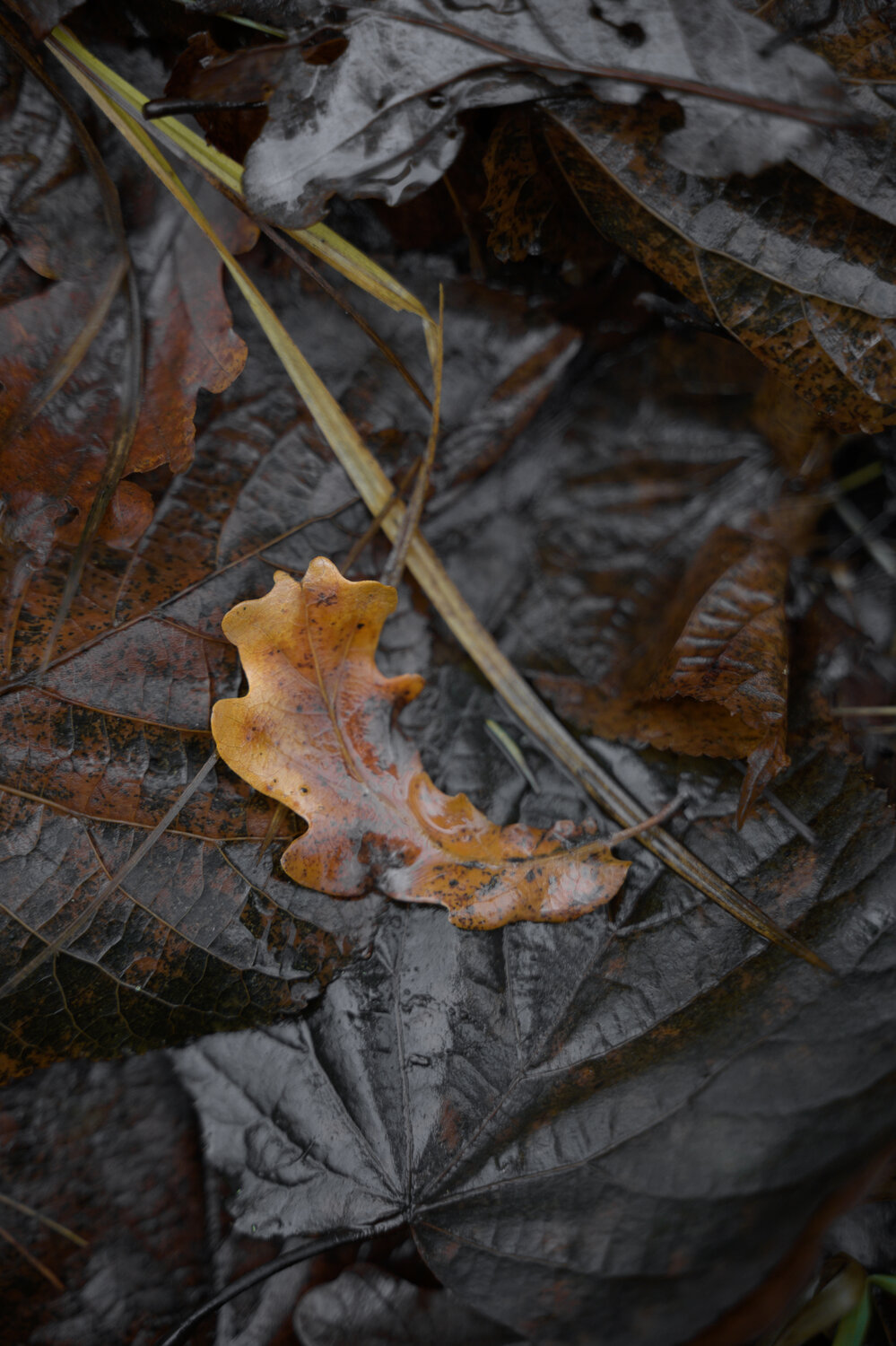 Photo #14091366